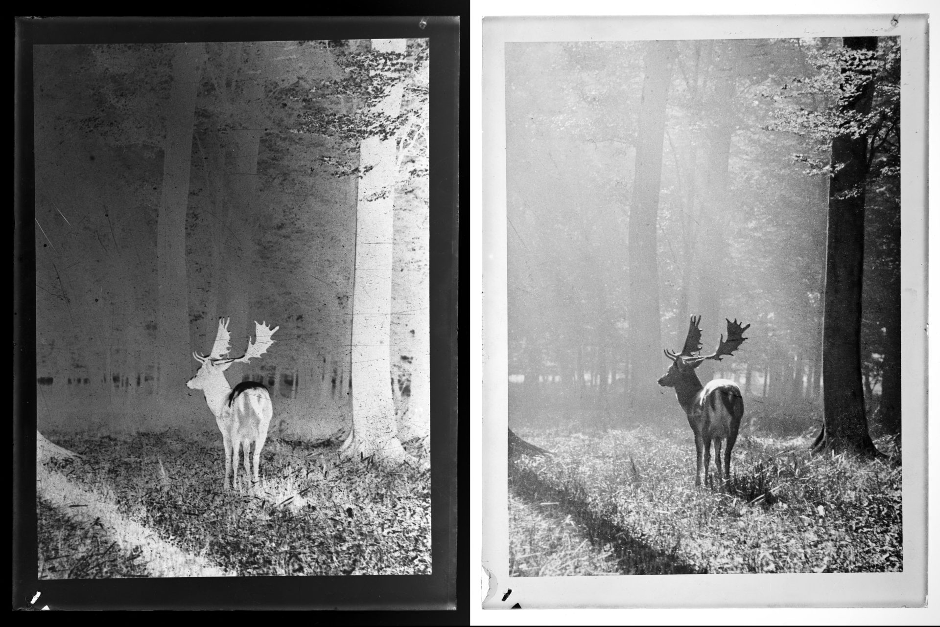 3_8_0_307_222_43183 jeleń na rykowisku, fotografia archiwalna