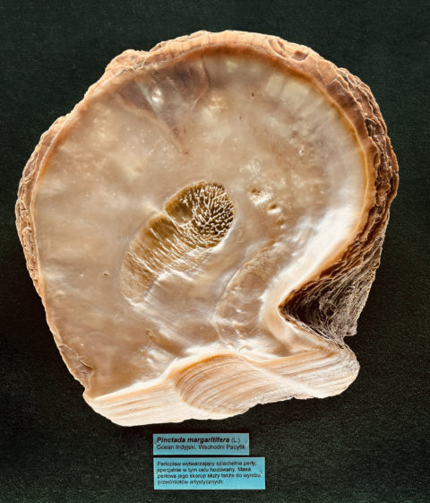 Pinctada margaritifera, perłopław występujący w Oceanie Indyjskim i Wschodnim Pacyfiku, Muzeum Przyrodnicze we Wrocławiu.