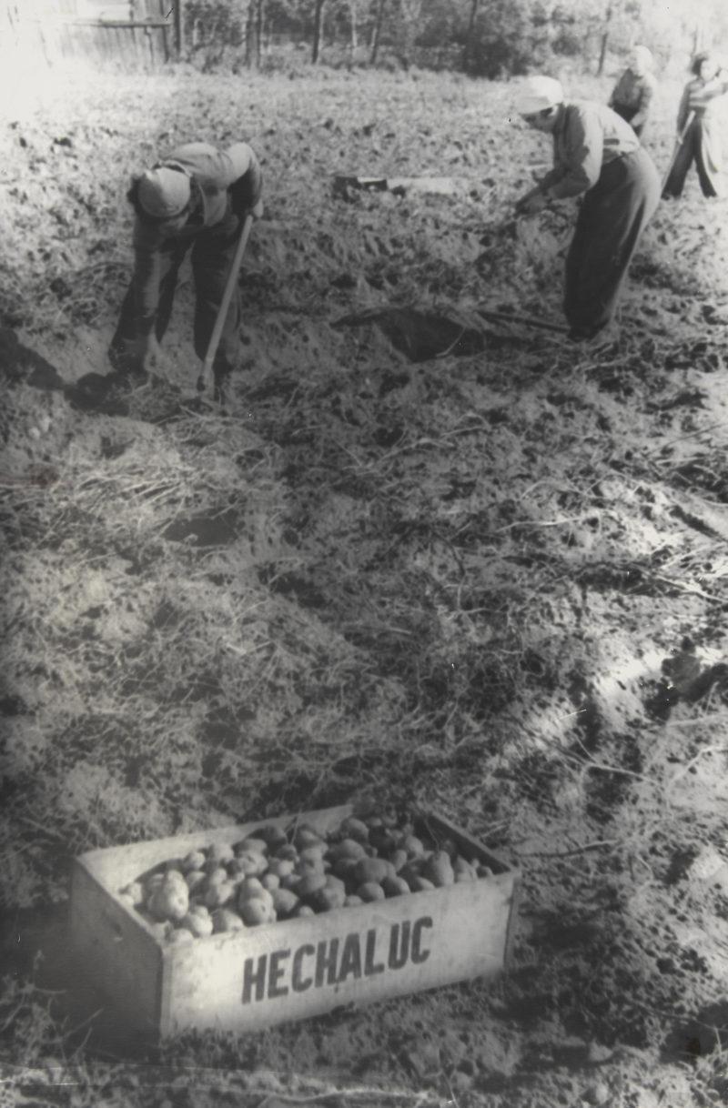 Moi Ver, Hachszara, Polska, 1937r.