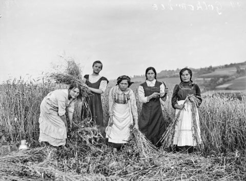 Autor nieznany, młode kobiety prezentujące czynności związane z pracą przy żniwach, 1916 r.