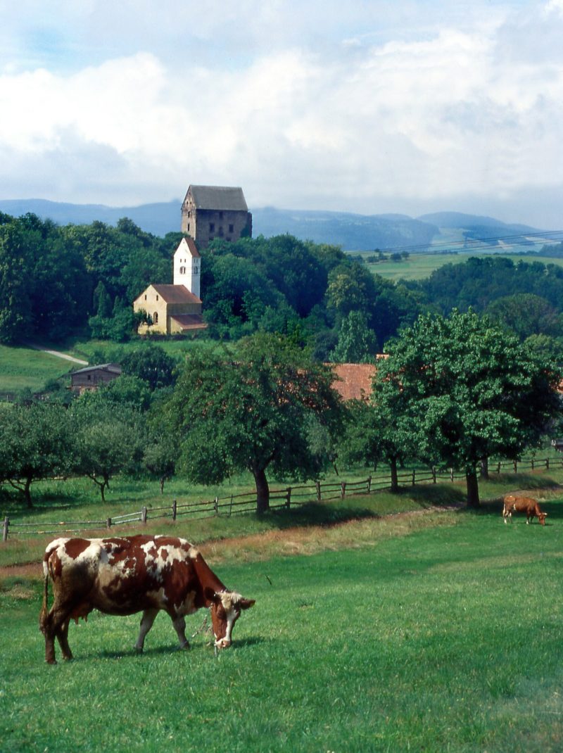 Perły przed Świny