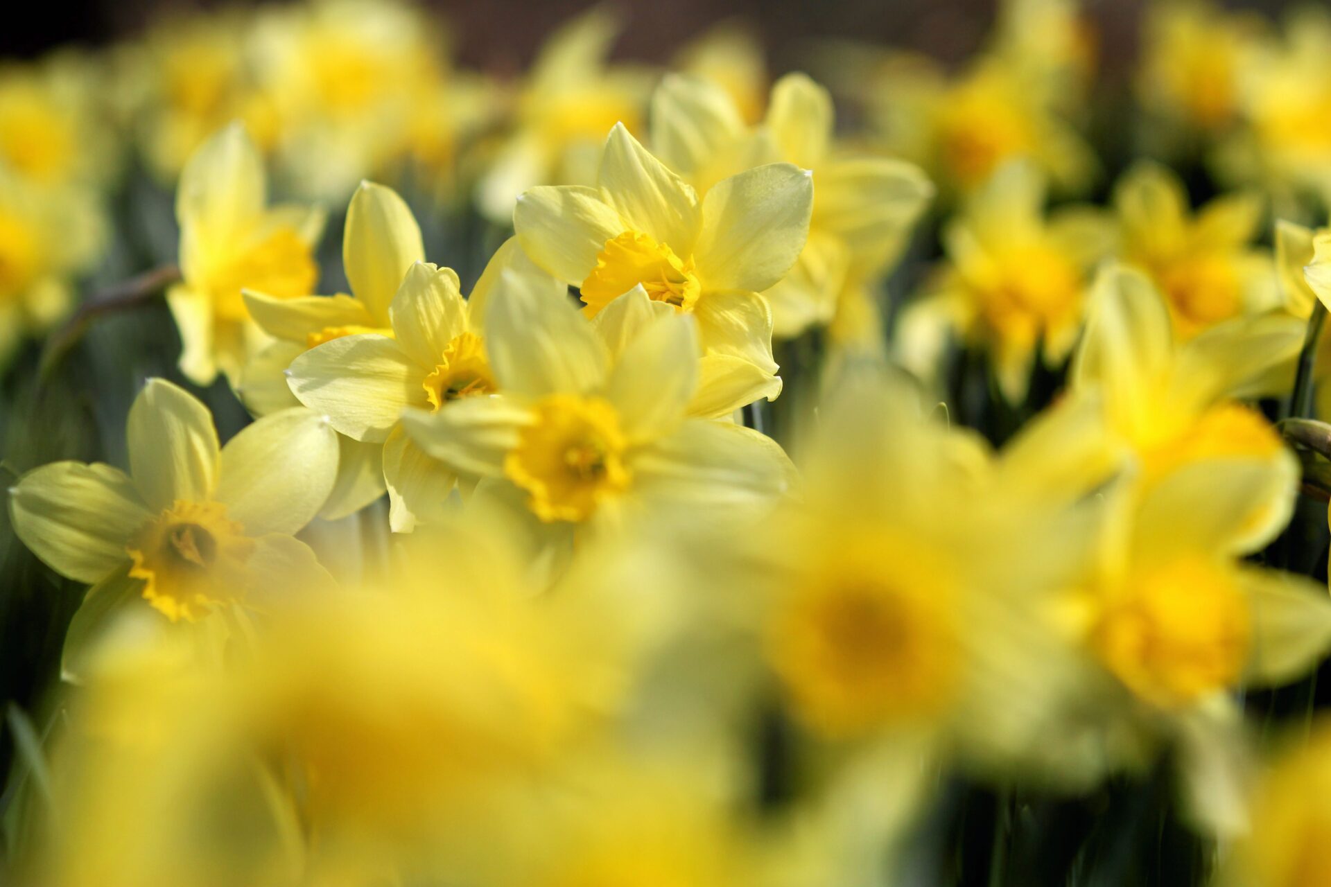 Ogrod Botaniczny w Lublinie Żonkile kwitną cały rok