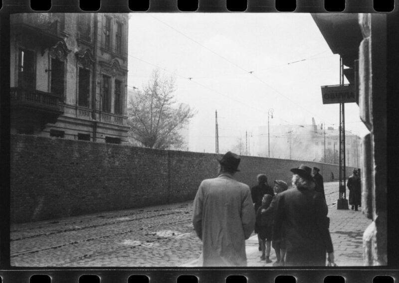 Żonkile kwitną cały rok