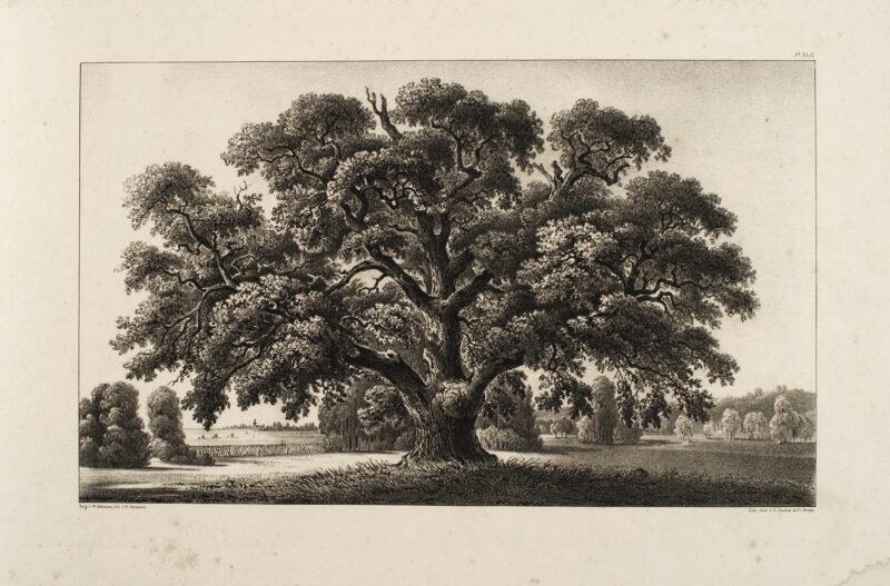 Grafiki dołączone do &bdquo;Andeutungen &uuml;ber Landschaftsg&auml;rtnerei, verbunden mit der Beschreibung ihrer praktischen Anwendung in Muskau&rdquo; autorstwa Hermanna von P&uuml;ckler-Muskau (wydanie Stuttgart 1834)