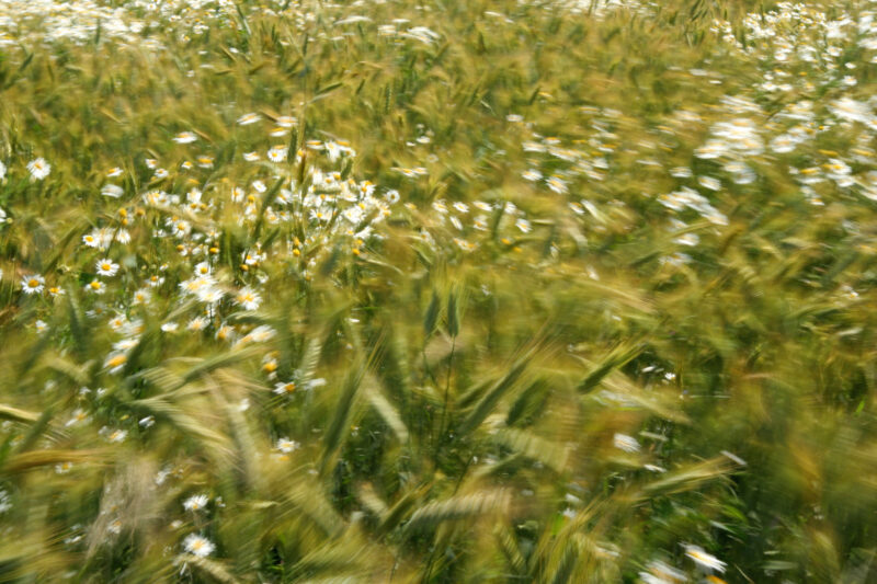 Zanim zamilkł wiejski krajobraz