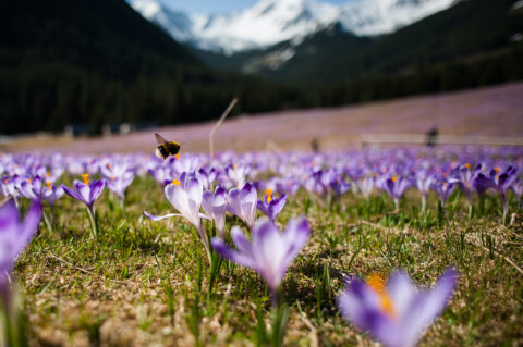 Krokusy na Polanie Chochołowskiej, kwiecień 2016 r.