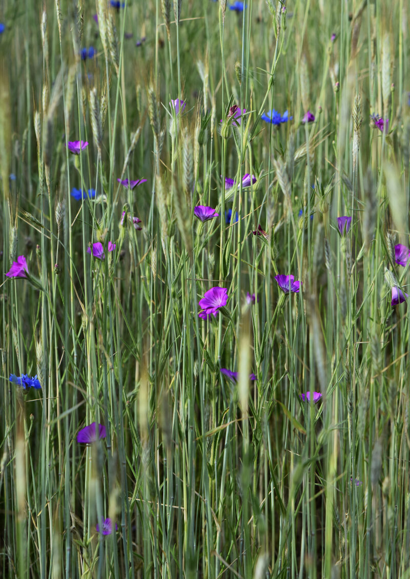 Zanim zamilkł wiejski krajobraz