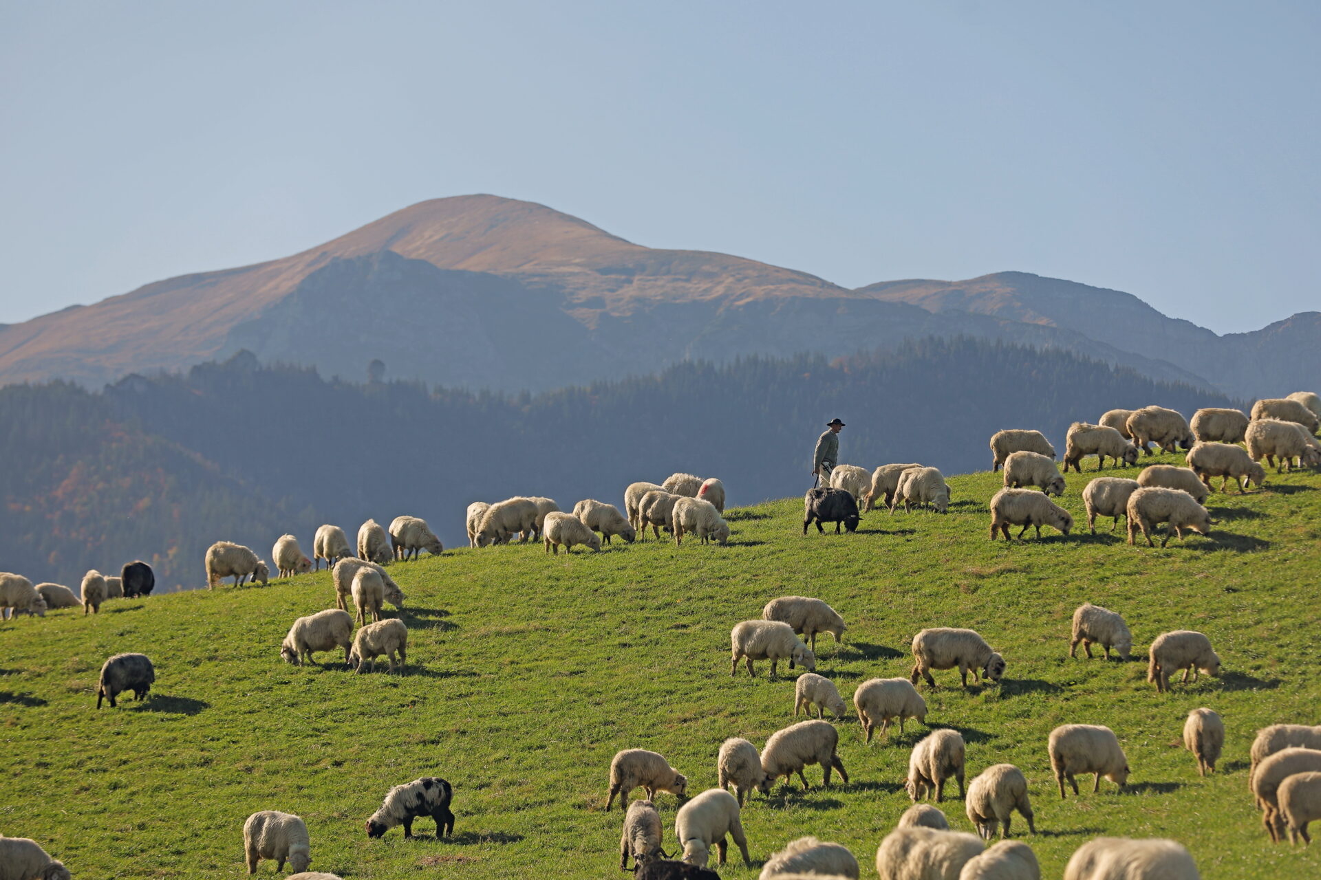 Wypas owiec. Szymoszkowa, październik 2021 r.