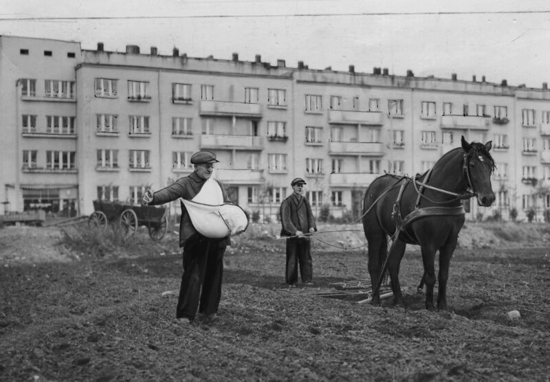 Kaszub siejący zboże, w tle nowe pod&oacute;wczas bloki Gdyni, lata 30. XX w.