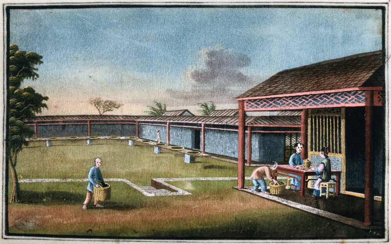 001 Pracownicy plantacji herbaty. Gwasz, Chiny, przypuszczalnie czesc kolekcji Henry’ego S. Wellcome’a, ok. 1800/1850 r.