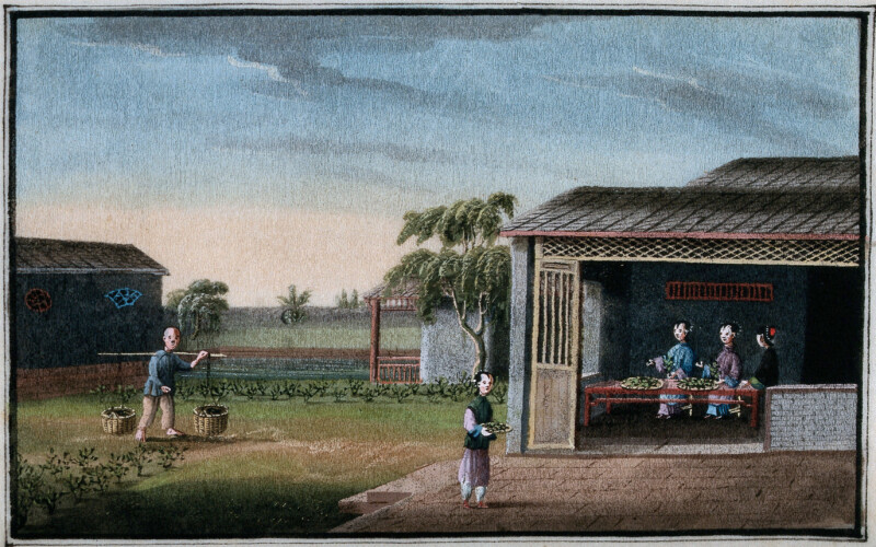 003 Pracownicy plantacji herbaty. Gwasz, Chiny, przypuszczalnie czesc kolekcji Henry’ego S. Wellcome’a, ok. 1800/1850 r.