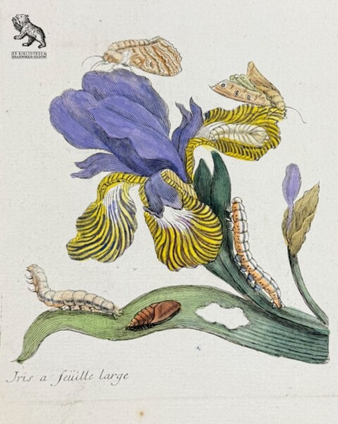 Maria Sibylla Merian (1647–1717) Irys wielkolistny (kosaciec) z cyklem życiowym motyla, plansza CXXI Histoire générale des insectes de Surinam et de toute l’Europe (Ogólna historia owadów Surinamu i całej Europy), Paryż, 1771 r. miedzioryt kolorowany akwarelą i gwaszem na papierze czerpanym Biblioteka Krajewskich-Siudów